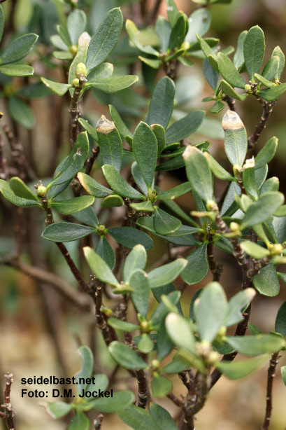 Daphne oleoides subsp. kurdica leaves with a darker green colour than var. buxifolia, 'ölbaumähnlicher Seidelbast'