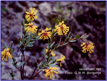 flowering Wikstroemia species in Tibet