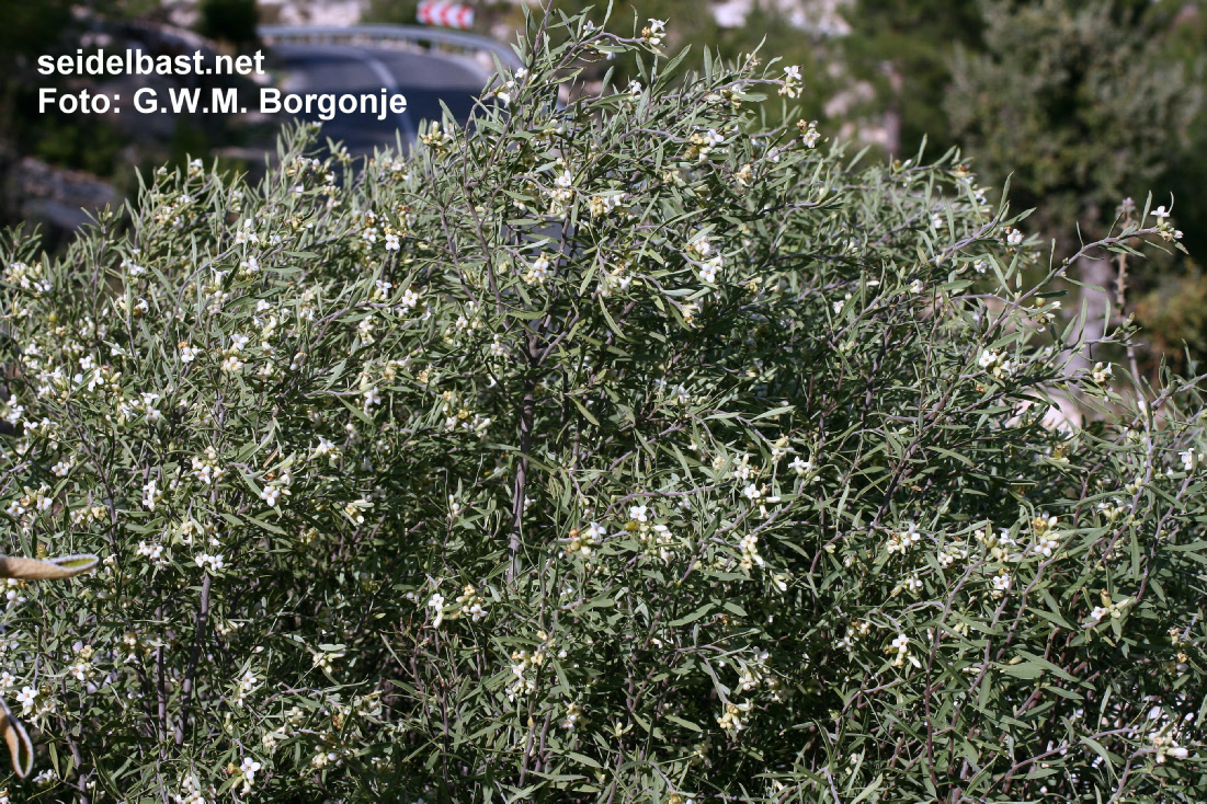 Daphne gnidioides in Turkey, flowering shrub