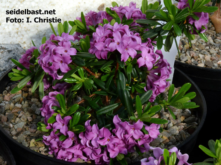Daphne ‘Maisy Larae’ with the typical lilac flower colour of the motherplant