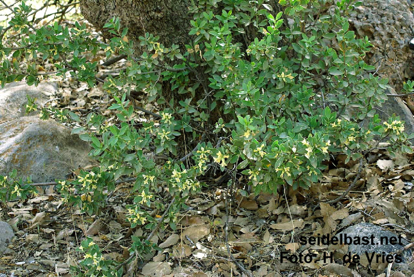 flowering shrub of Daphne stapfii at the base of a tree, Iran, 'Stapfs Seidelbast'