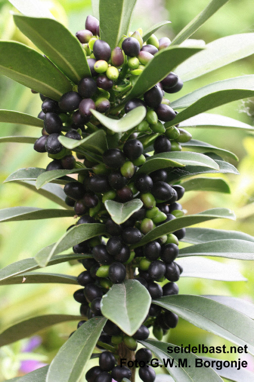 Daphne laureola ssp. laureola with black fruits, 'Lorbeer Seidelbast'
