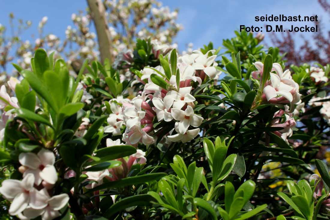 Daphne x transatlantica ‘Eternal Fragrance’ blossoms close-up, 'transatlantischer Seidelbast'
