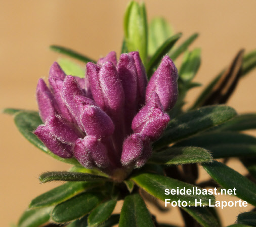 Daphne pseudosericea flowers in bud, 'Falscher-Seidenhaariger Seidelbast'
