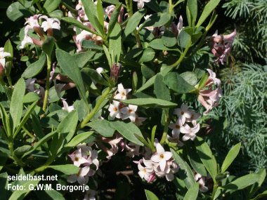 Daphne x reichsteinii flowering shrub, 'Reichstein´s Seidelbast'