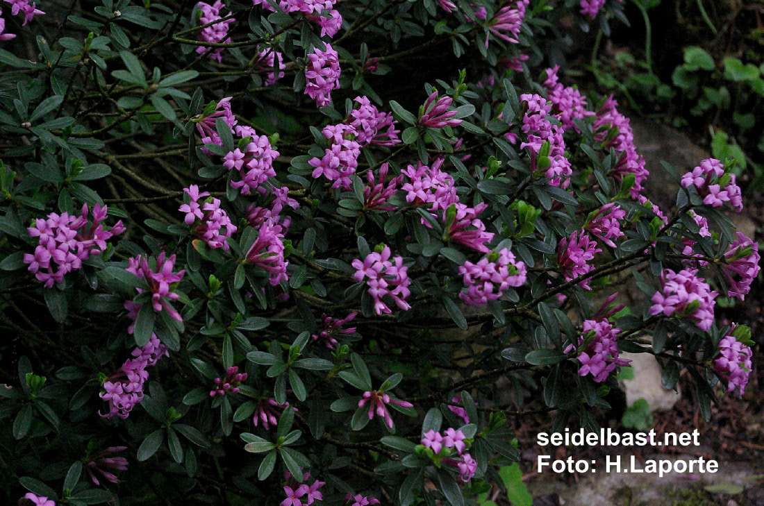 Daphne woronowii flowering shrub, 'Woronows Seidelbast'