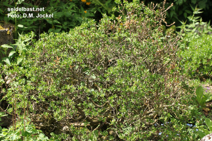 Daphne oleoides ‘Palermo’ shrub, 'ölbaumähnlicher Seidelbast'