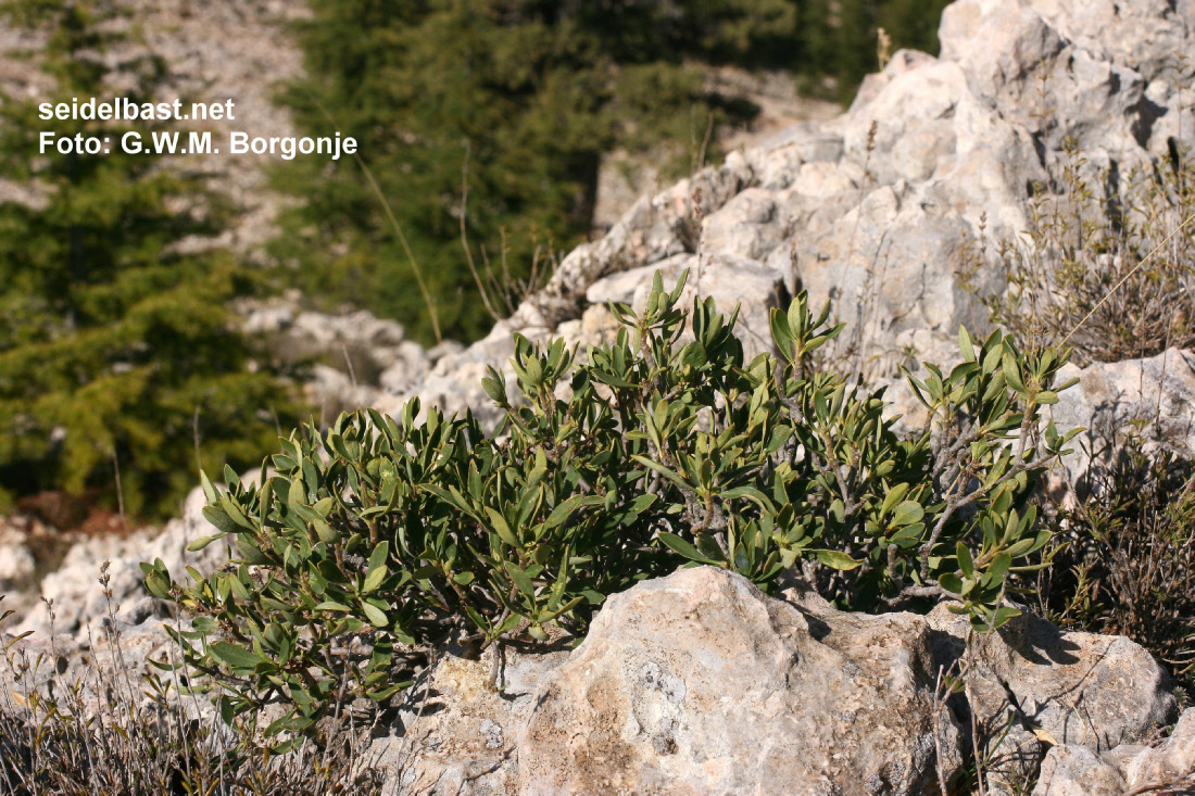Daphne oleoides in rock, Turkey, 'ölbaumähnlicher Seidelbast'