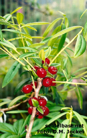 Daphne wolongensis, fruits, 'Wolong Seidelbast'