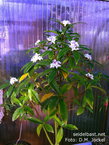 Daphne bholua ‘Darjeeling’  flowering shrub