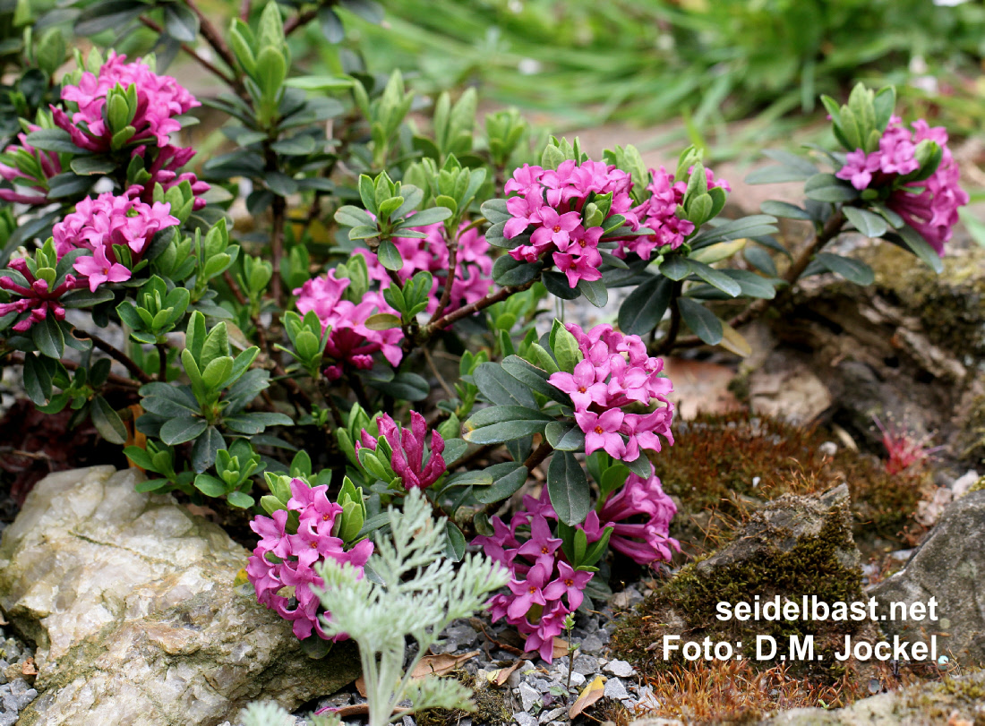Daphne circassica flowering shrub, 'Cherkessischer Seidelbast'