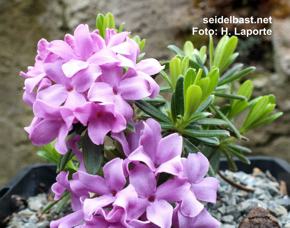 Daphne pseudosericea flowering, 'Falscher-Seidenhaariger Seidelbast'