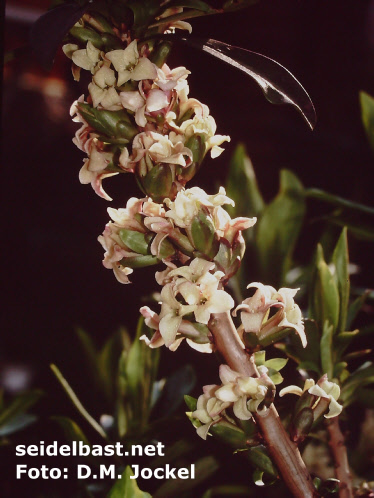 Aging flowers of Daphne x houtteana ‘Chameleon’, the colour of the blossoms changes from greenish-white into red colour 2
