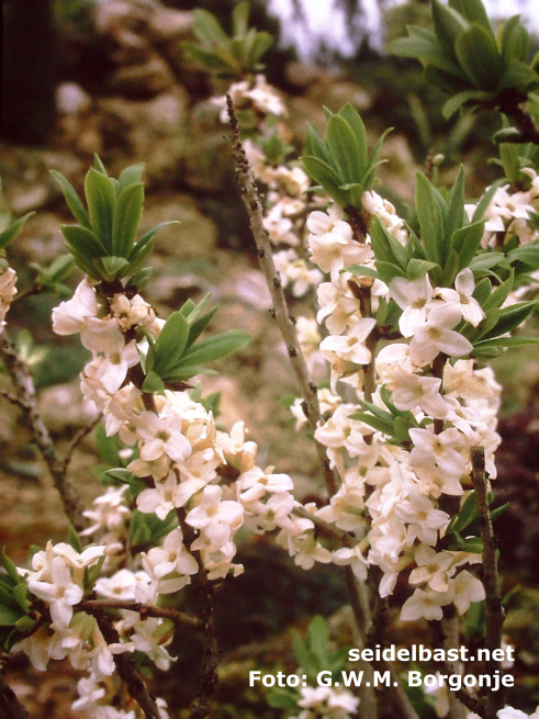 Daphne mezereum 'Alba' blossoms, 'gewöhnlicher Seidelbast'