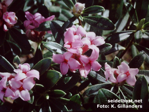 Daphne sericea subsp. sericea blossoms -at Korkuteli, Turkey, 'seidenhaariger Seidelbast'