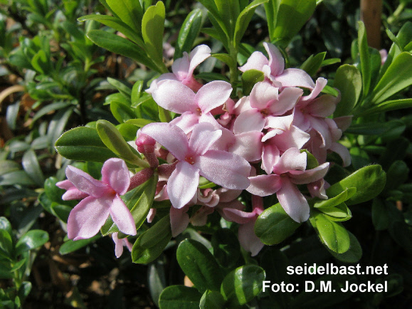 blossoms of Daphne x napolitana ‘Meon’, 'neapolitanischer Seidelbast'