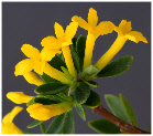 Daphne aurantiaca var. calcicola, close-up of golden-yellow flowers, 'orange-farbener Seidelbast'