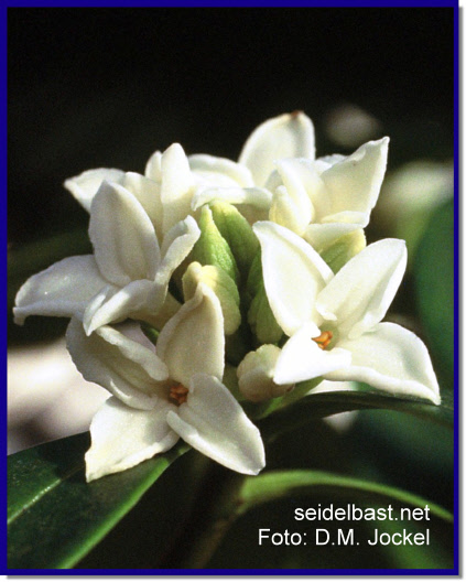 Daphne odora 'Alba', Duft-Seidelbast Blütenstand in Nahaufnahme