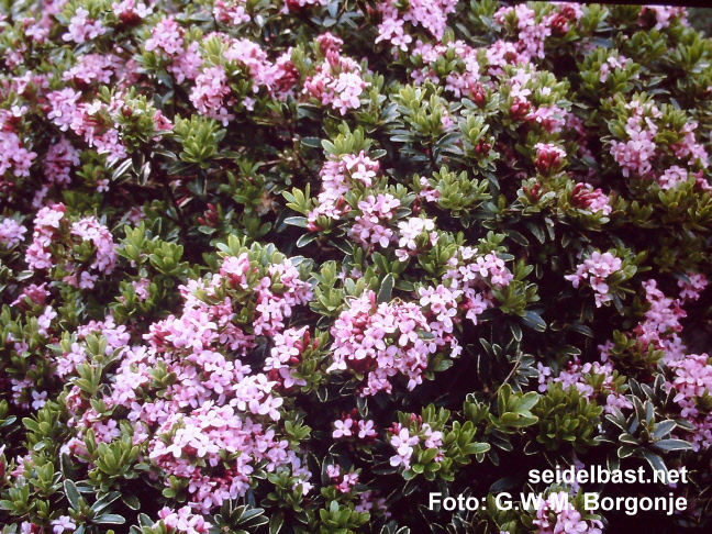 flowering Daphne x napolitana ‘Stasek’, 'neapolitanischer Seidelbast'