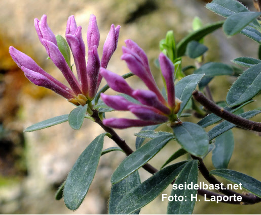 flowers in bud of Daphne woronowii, 'Woronows Seidelbast'