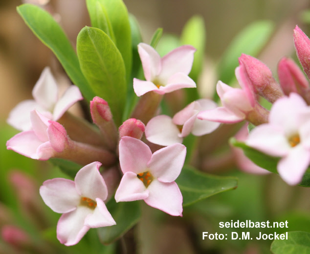 Daphne x burkwoodii ‘Somerset’ blossoms close-up, 'Burkwoods Seidelbast'