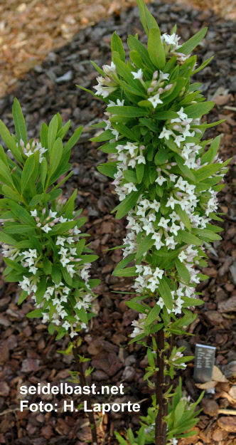 Daphne altaica young flowering shrub, -Altai-Seidelbast-