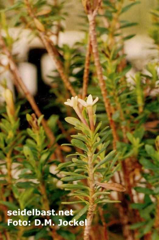 Daphne jasminea subsp. jarmilae with blossoms, 'Jasmin Seidelbast'