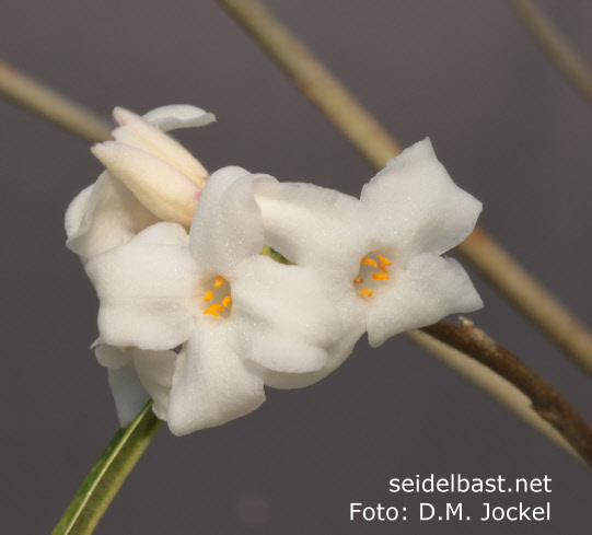 inflorescence Daphne bholua var. glacialis ‘Gurkha’