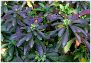 Daphne houtteana 'Chameleon' dark coloured leaves, Houttes Seidelbast