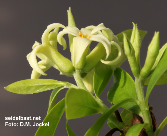 Daphne acutiloba calyx tube, 'spitzlappiger Seidelbast'