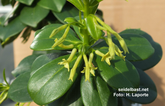 Daphne pontica subsp. pontica  blossoms close-up, 'Pontischer Seidelbast'