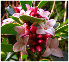 Daphne odora 'Aureomarginata' blossoms, winter-daphne, 'Duft-Seidelbast'