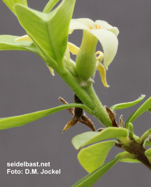 sympodial growth of Daphne acutiloba, 'spitzlappiger Seidelbast'
