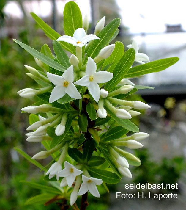 Daphne altaica blossoms close-up, -Altai-Seidelbast-