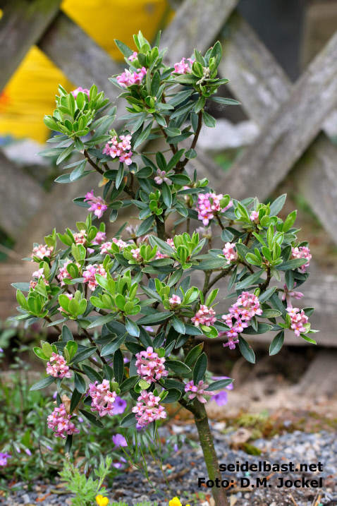 Daphne sericea subsp. sericea young shrub, turkish form, 'seidenhaariger Seidelbast'