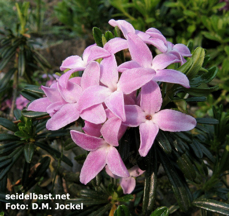 Daphne arbuscula ‘Franceska’ flowers close-up, 'Bäumchen-Seidelbast'