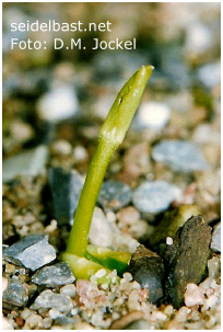 Daphne pontica, developing seedling 2