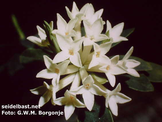 Daphne blagayana 'Brenda Anderson', close-up of flowers, 'Königs-Seidelbast', 'Blagays Seidelbast'
