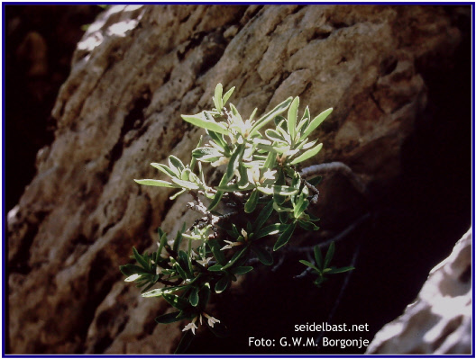 Daphne alpina, Alpine-daphne growing between rocks in France, Esteng, Alps Maritim