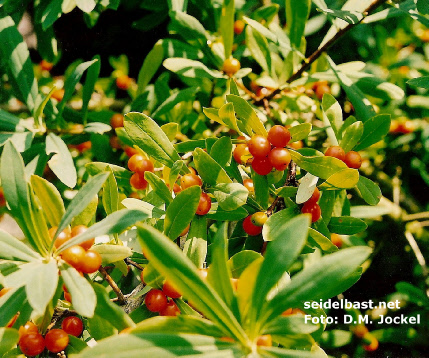 fruits of Daphne giraldii, 'Giraldi's Seidelbast'