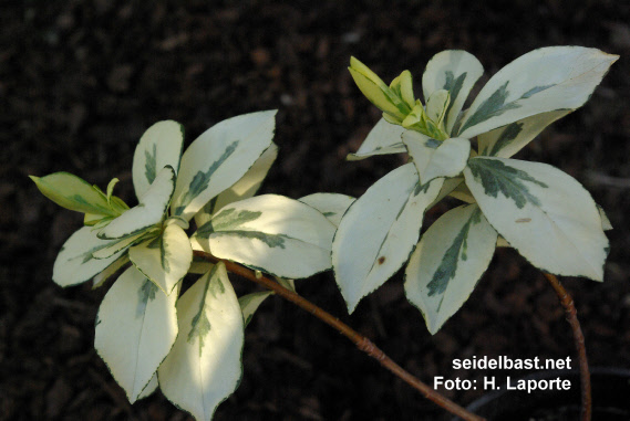 Daphne pontica subsp. pontica ‘Variegata’ shoots, 'Pontischer Seidelbast'
