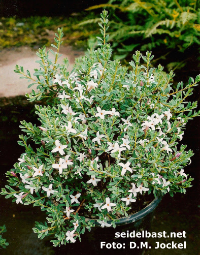 Daphne jasminea subsp. jasminea shrub in pot cultivation, 'Jasmin Seidelbast'