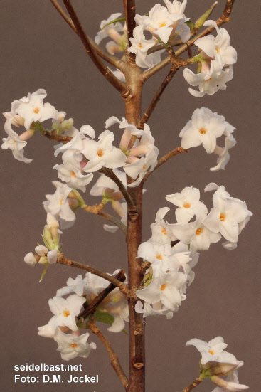 inflorescences of Daphne bholua, own selection (unnamed)