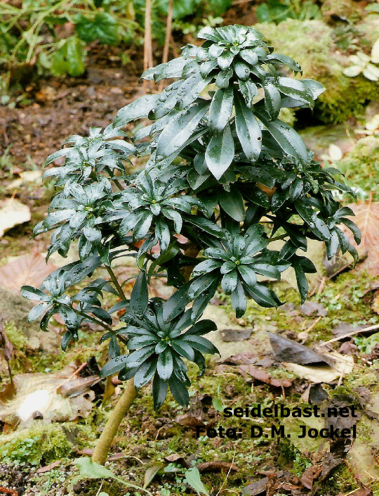 Daphne laureola subsp. philippi, seed came from Andorra, 'Lorbeer Seidelbast'