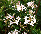 Daphne burkwoodii 'Carol Mackie' flowering, 'Burkwoods Seidelbast'