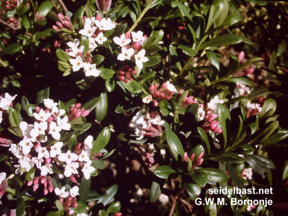 flowering Daphne x 'Kilmeston Beauty'