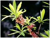 Daphne mezereum-gewoehnlicher Seidelbast-Mezereon, flowering branch in spring sunlight