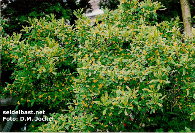 Daphne giraldii, huge flowering shrub, 'Giraldi's Seidelbast'