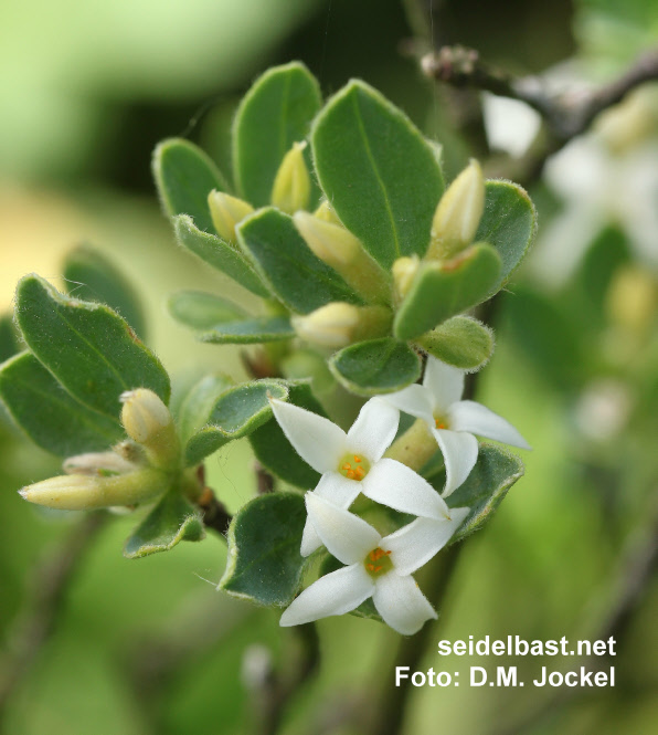 Daphne oleoides var. buxifolia flowers close-up, 'ölbaumähnlicher Seidelbast'