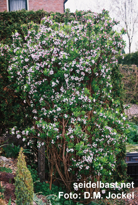 Daphne x burkwoodii ‘Somerset’ flowering shrub, 'Burkwoods Seidelbast'